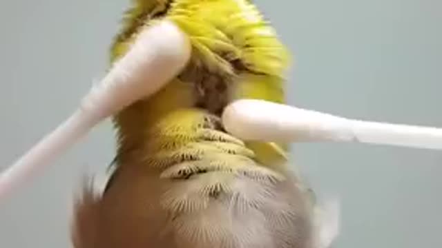 Bird gets massaged by ear tips