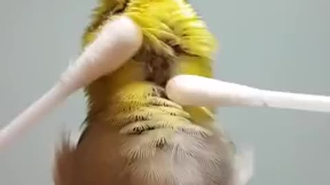 Bird gets massaged by ear tips