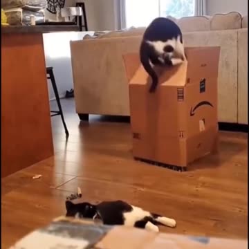 Funny cats, Try not to laugh