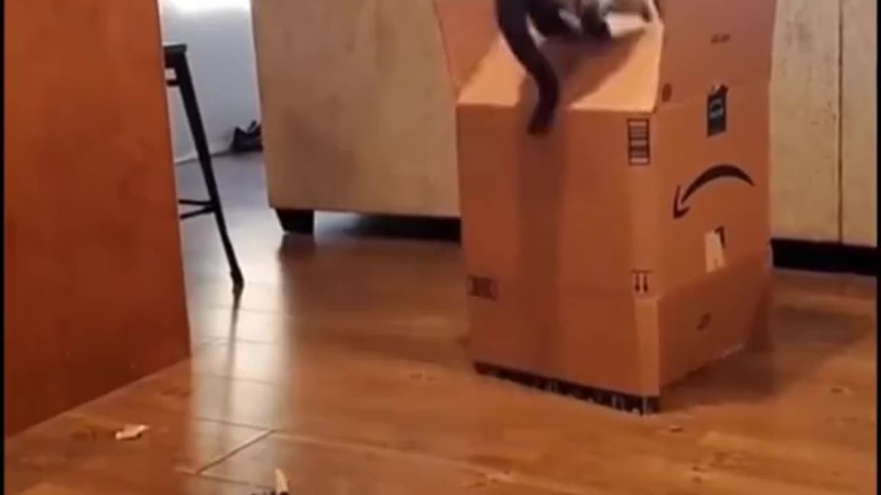 Funny cats, Try not to laugh