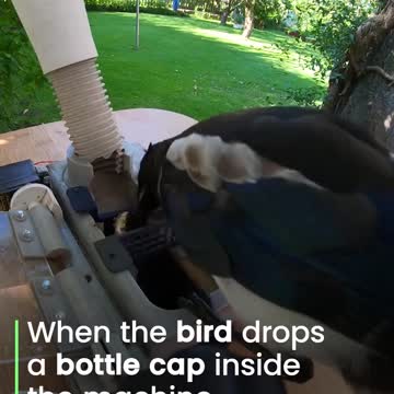 birds recycling human waste