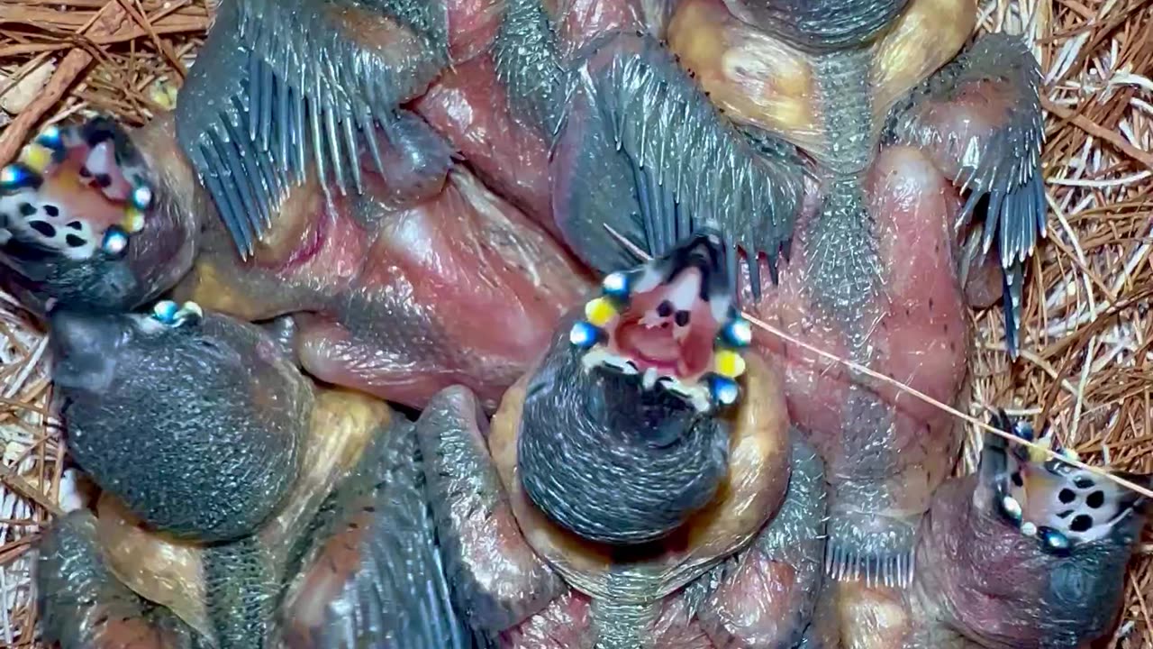 baby gouldian finches