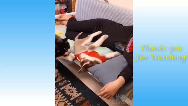 Cat loses iets mind for dog!!