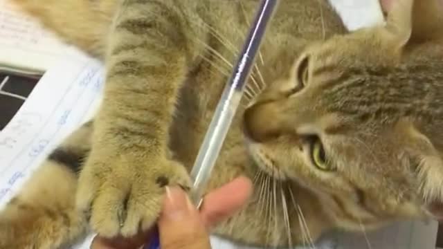 Lovely cat playing with a pen