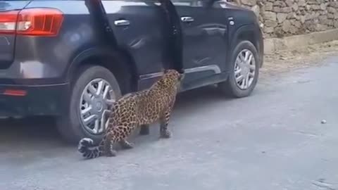 Leopard On The Road Cars Stop