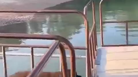 Cute Animals Funny video