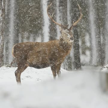 Winter Wildlife Captured By Scottish Photographer