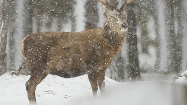 Winter Wildlife Captured By Scottish Photographer