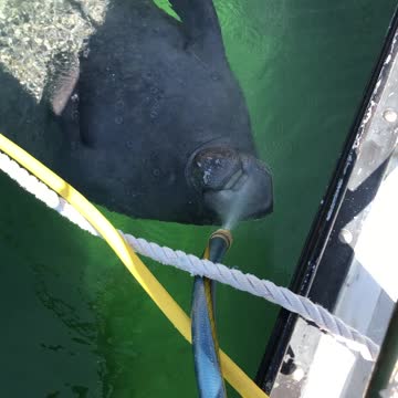Thirsty manatee