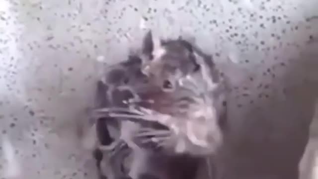 Funny animal refreshing