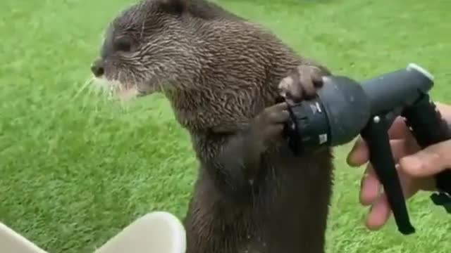 Funny animals