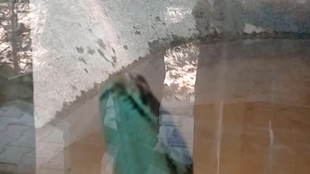 Snake at zoo