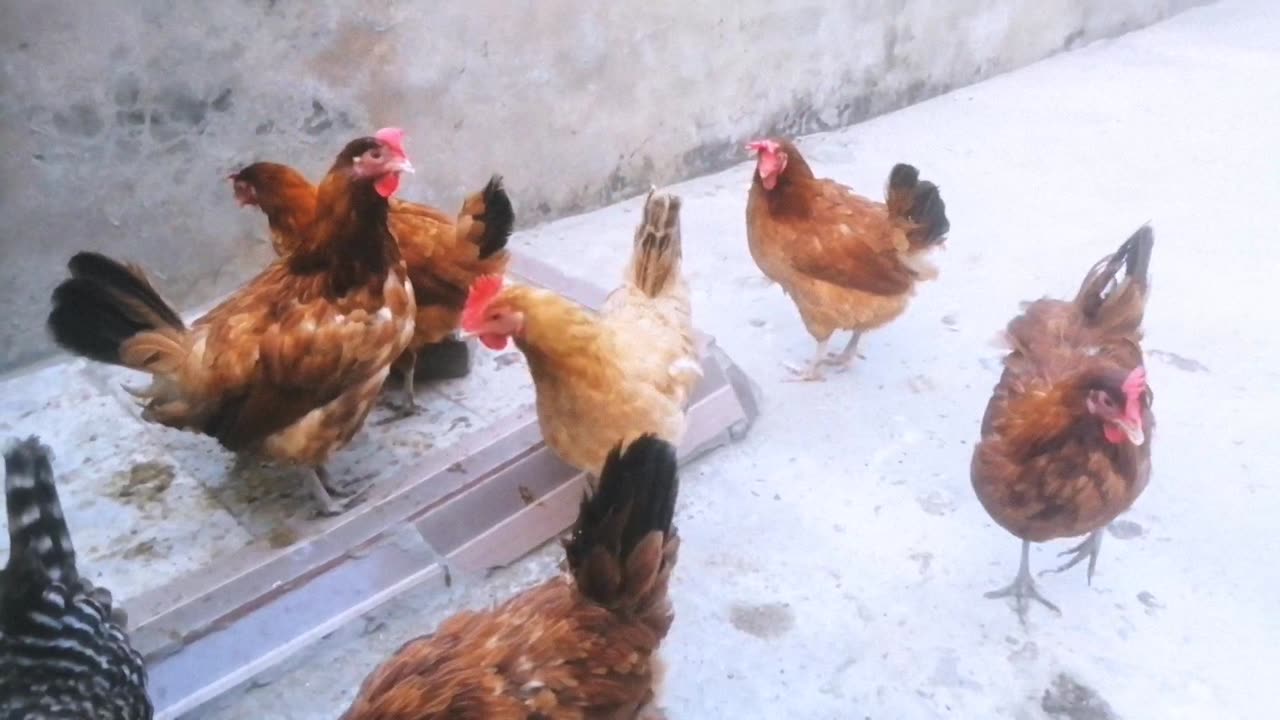 Watch My Hens Enjoy Delicious Treats in the Backyard!