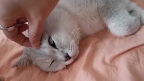 The sleeping kitten is so cute.