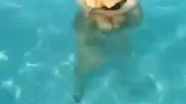 Cat swimming underwater