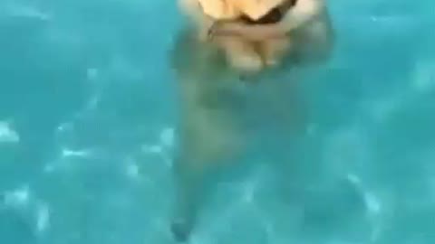 Cat swimming underwater