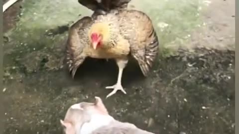 Dog vs Chicken Fight #3