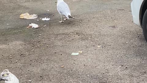 Albatross scampering in the trash