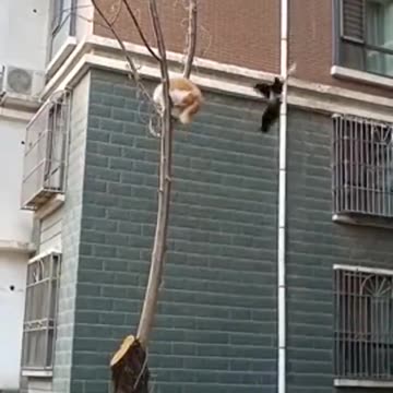 🦅 Shameful Escape 🐈