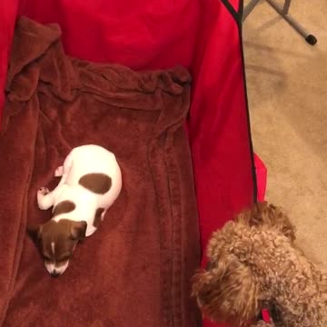 Mini Poodle Checking On Her Little Sister