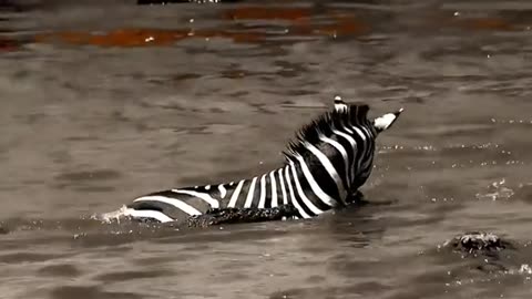 Crocodile caught the zebra in river