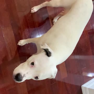 Does Grandma spoil my dogs?