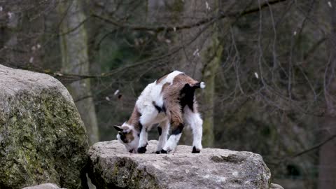 Goats baby sweet movement just wow