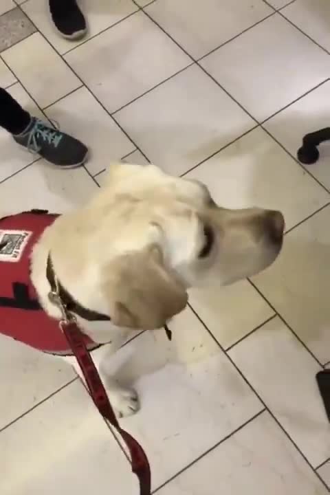 Guide dog gets to make their own toy