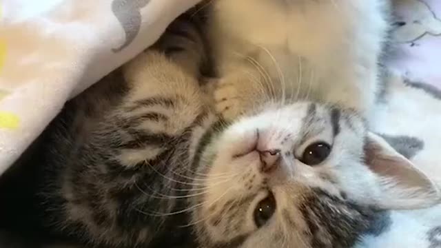 adorable little kitten family