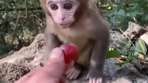 Funny monkey