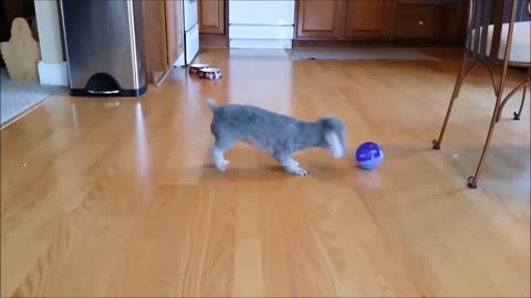 cute dog playing with ball