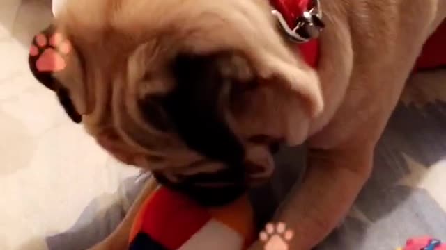 Tan pug laying on bed reaching over for ball