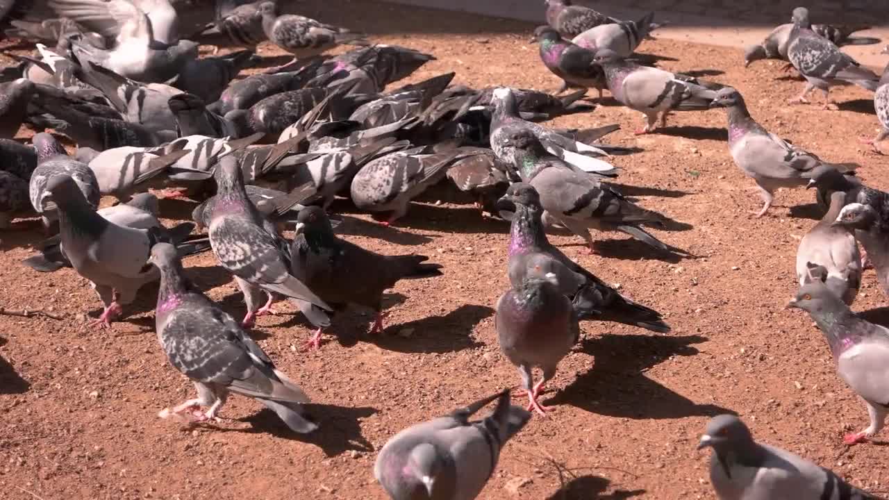 Flock of pigeons looking for food. Feeding the hungry birds. Wild animals outdoors