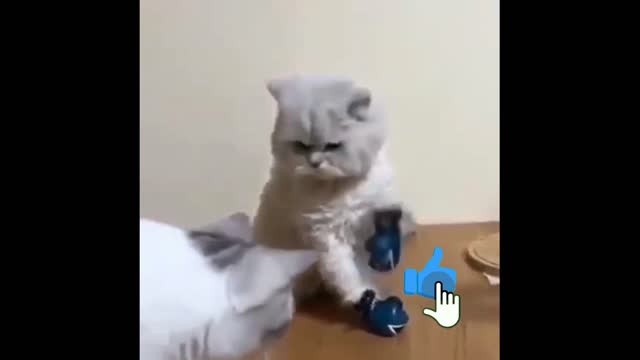 Funny Animals Cute Video! Wawooo it's Very enjoyed |