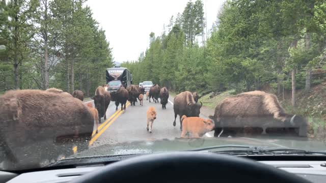 Huge Buffalo Jam Made Me Late to Work