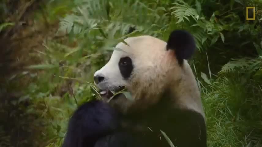 Giant Pandas 101