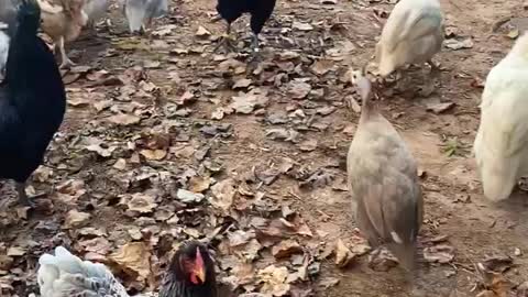 Hungry Chickens