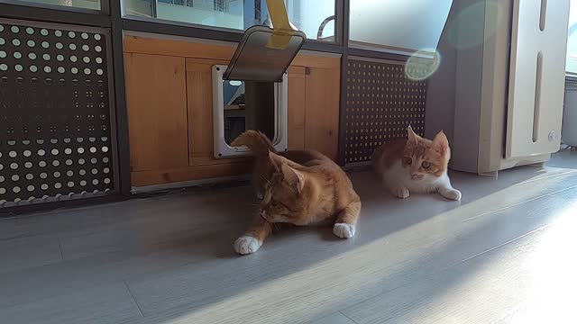 The stray kittens are coming out little by little.
