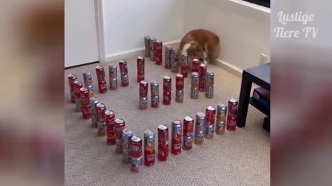 Super Cute ♡ Best Funny Cats and Dogs 😘🐶🐱