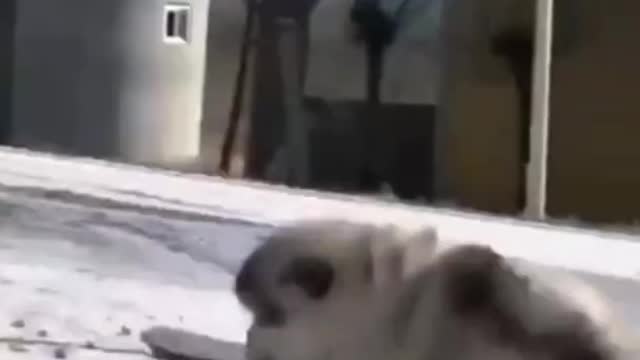 ❤️😹 Funniest Animals 😹 - Best Of 🙊❤️ Funny Animal Videos Ep 30 #Shorts#Pets ❤️