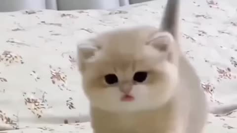 Cats Being Cats - Hilarious Feline Antics Compilation! 😺🎥