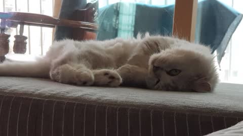 Scary cat!