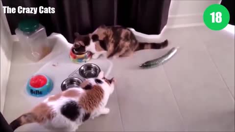 TOP 100 CATS vs CUCUMBERS
