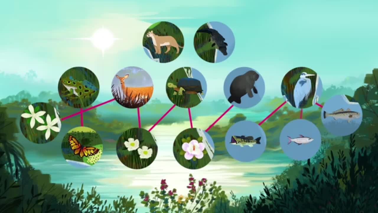 Healthy ecosystems maintain this balance via limiting factors