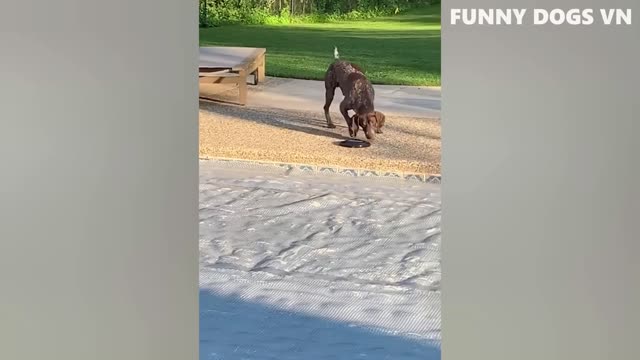 Funny Dog Compilation