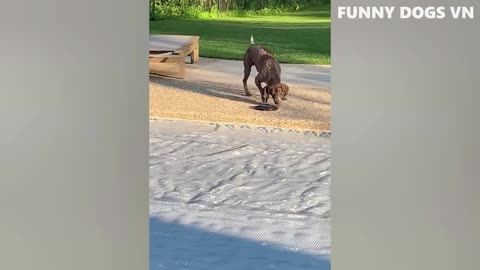 Funny Dog Compilation