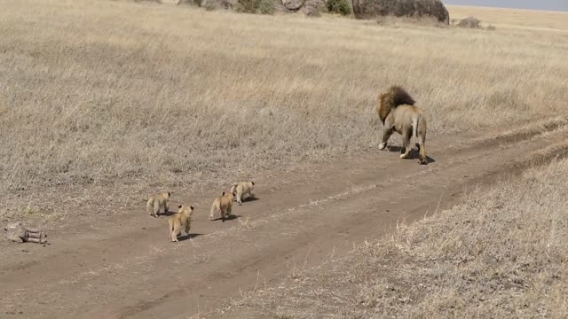 Lion dad tries to ditch his kids--