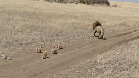 Lion dad tries to ditch his kids--