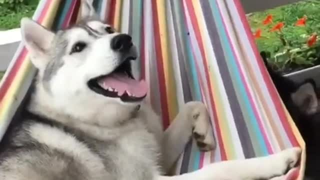 a dog that will enjoy