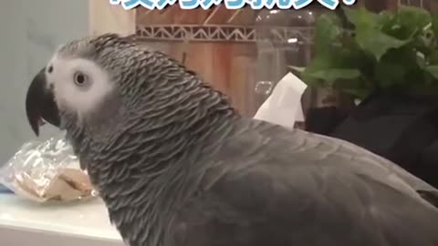 grey parrot